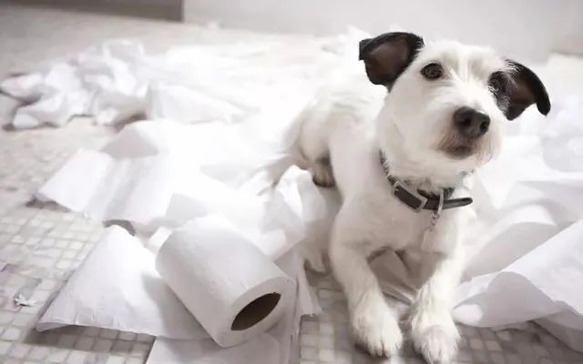 狗狗爱翻围栏怎么办,狗狗爱翻花盆怎么办