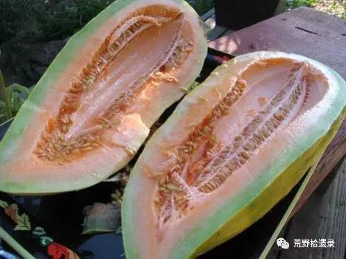 四川适合种植哈密瓜甜瓜品种,甜瓜种植技术新疆哈密瓜