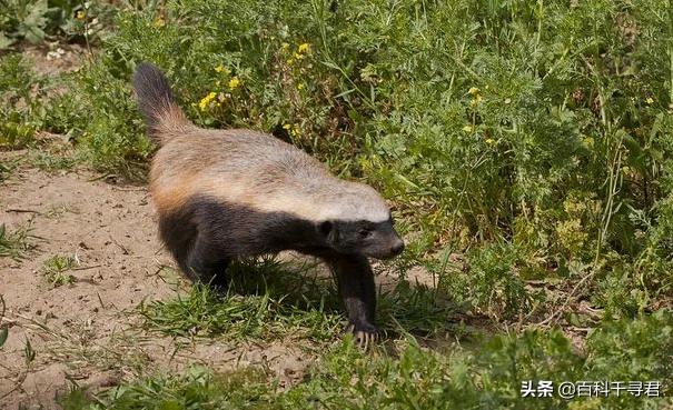 蜜獾不怕毒蛇吗,蜜獾无所畏惧