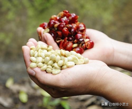 咖啡的涩感怎么解决,自己冲的咖啡酸