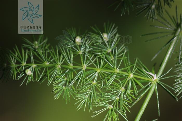 长着叶的模样，干着叶的活，为什么不给它叶的名分