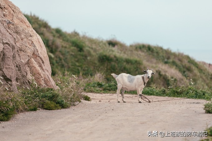 花鸟岛和枸杞岛攻略,海花岛攻略带你玩转海花岛