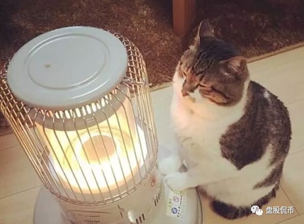 烤猫之死——币圈传奇的陨落