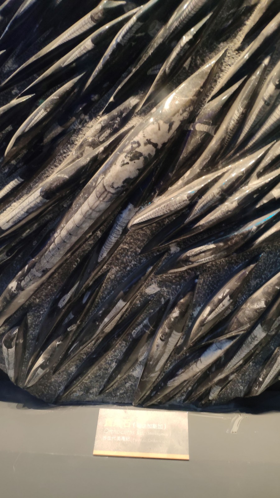 海洋博物馆带孩子游玩攻略,国家海洋博物馆最全攻略来了