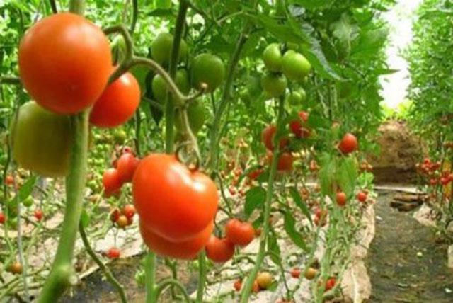 番茄种植,溃疡病传播快,危害大,难以控制,该如何进行防治呢?