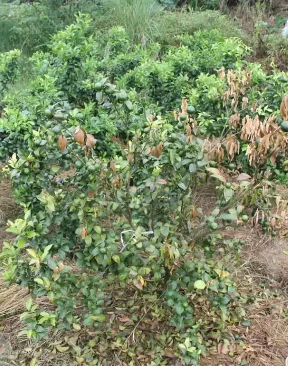 柑橘发生肥害的补救措施,柑橘肥害的症状及解救方法