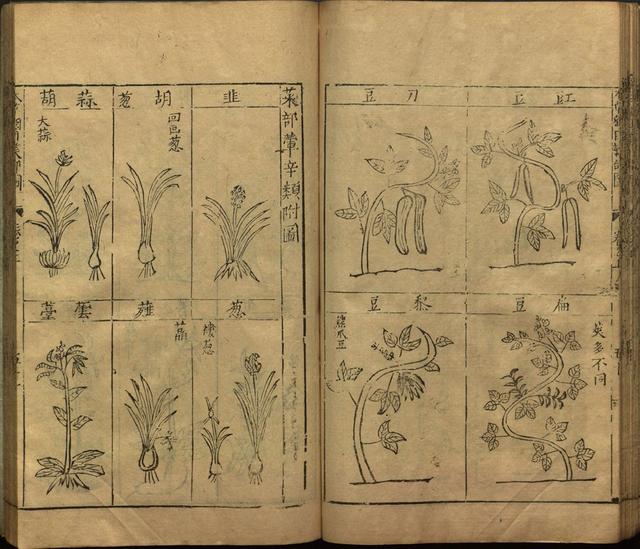 本草纲目中插图是李时珍画的吗,本草纲目李时珍插图