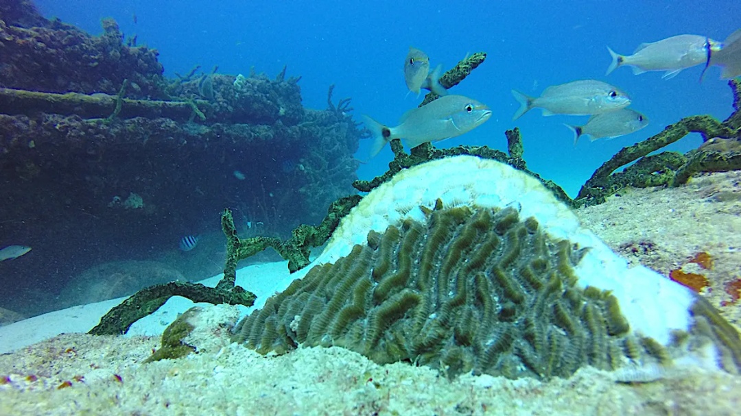 第六次生物大灭绝都会灭绝什么,第六次物种灭绝
