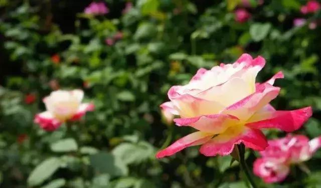 100种玫瑰的名字和图片,100种玫瑰品种科普你都认识吗