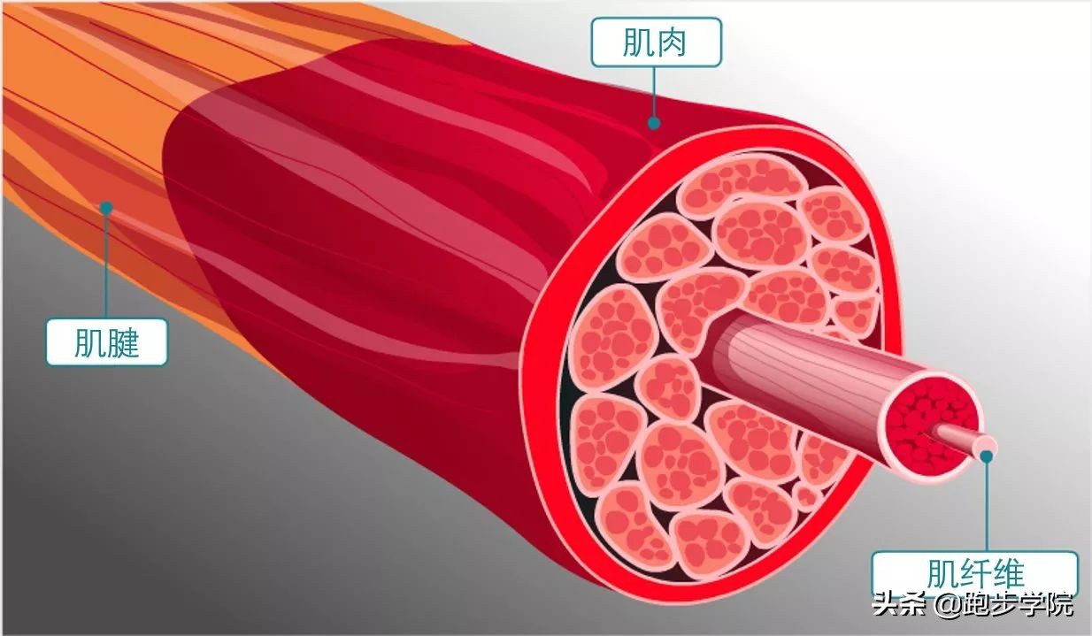 想跑不快应该怎么练,想要跑得快要练什么