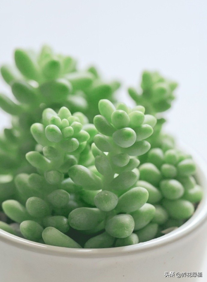 多肉植物在春天的迷人姿态,多肉植物春天31度能露养吗