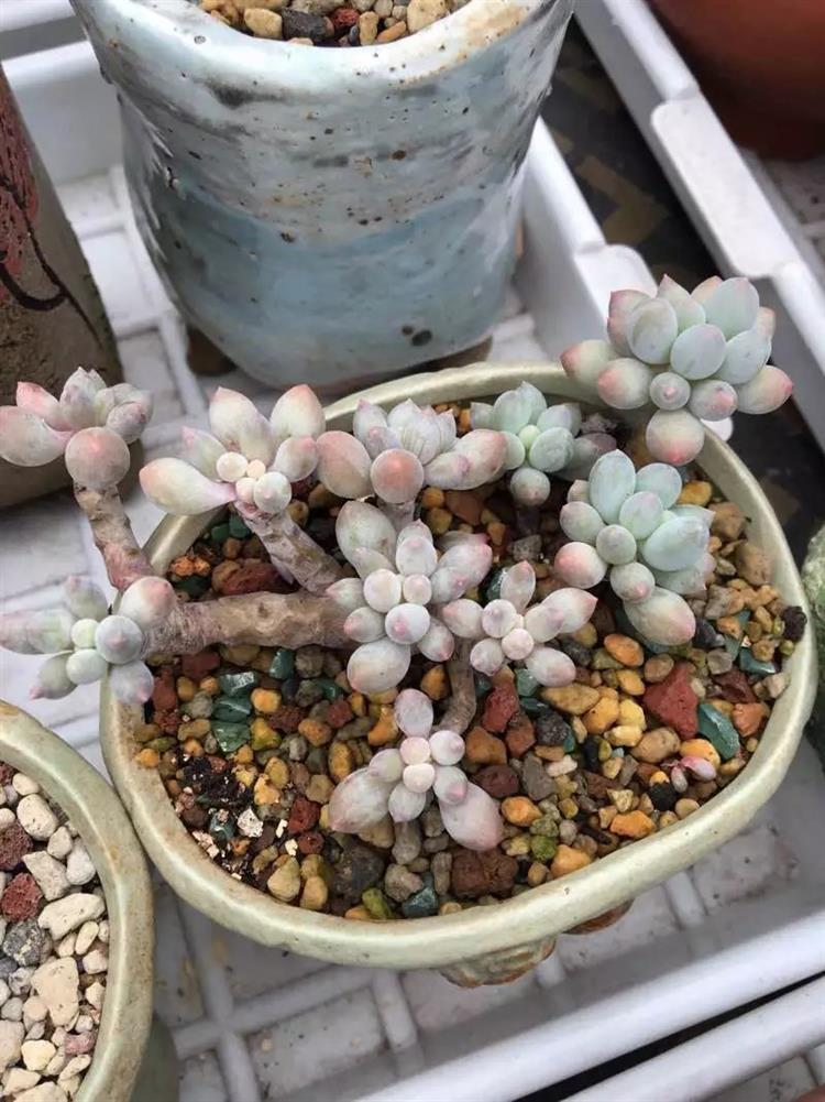 适合天台露台养的多肉,天台养多肉