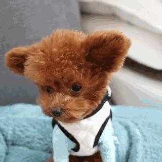 小泰迪能做立耳吗,立耳小泰迪视频