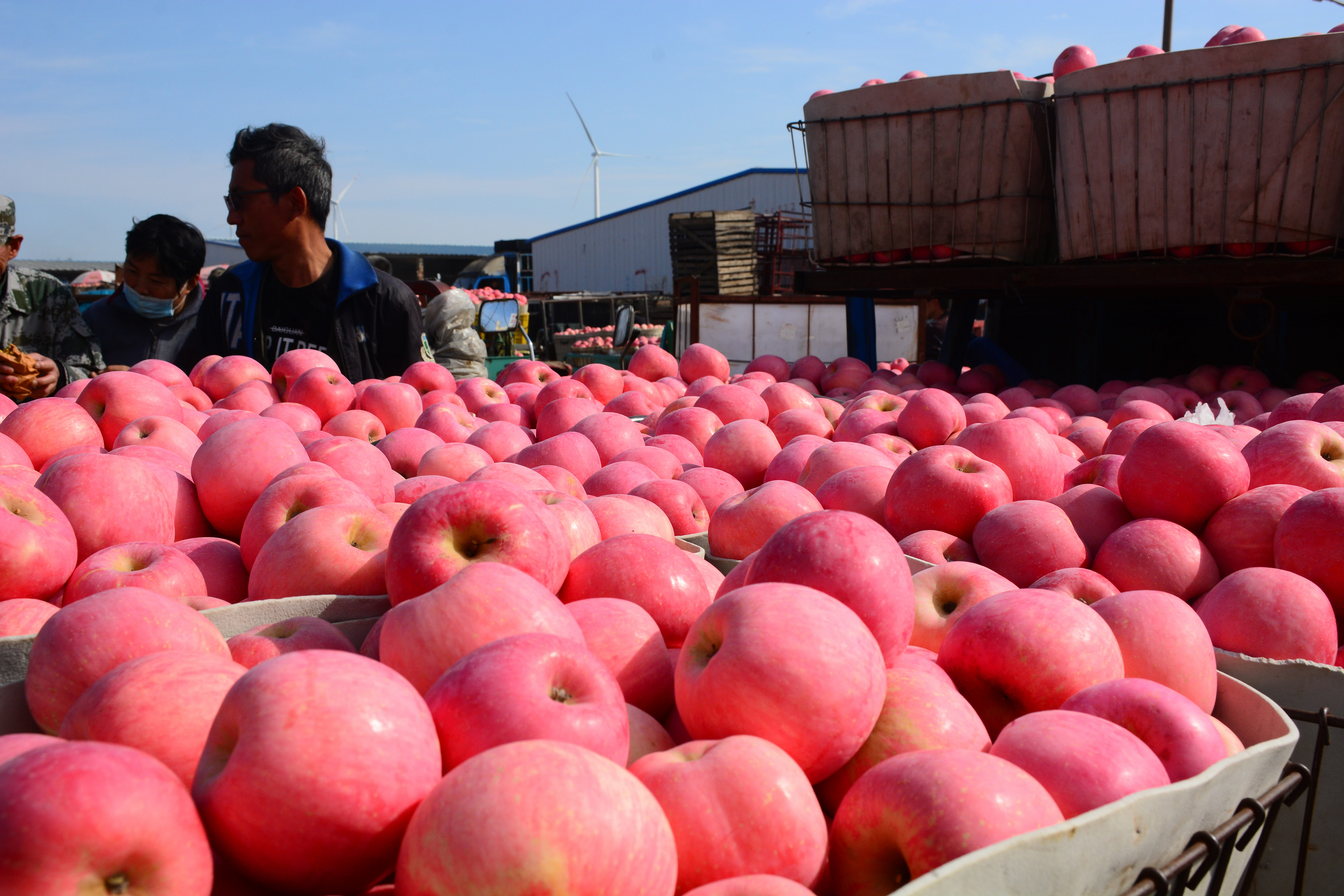 烟台苹果价格分析表,烟台蓬莱苹果价格表