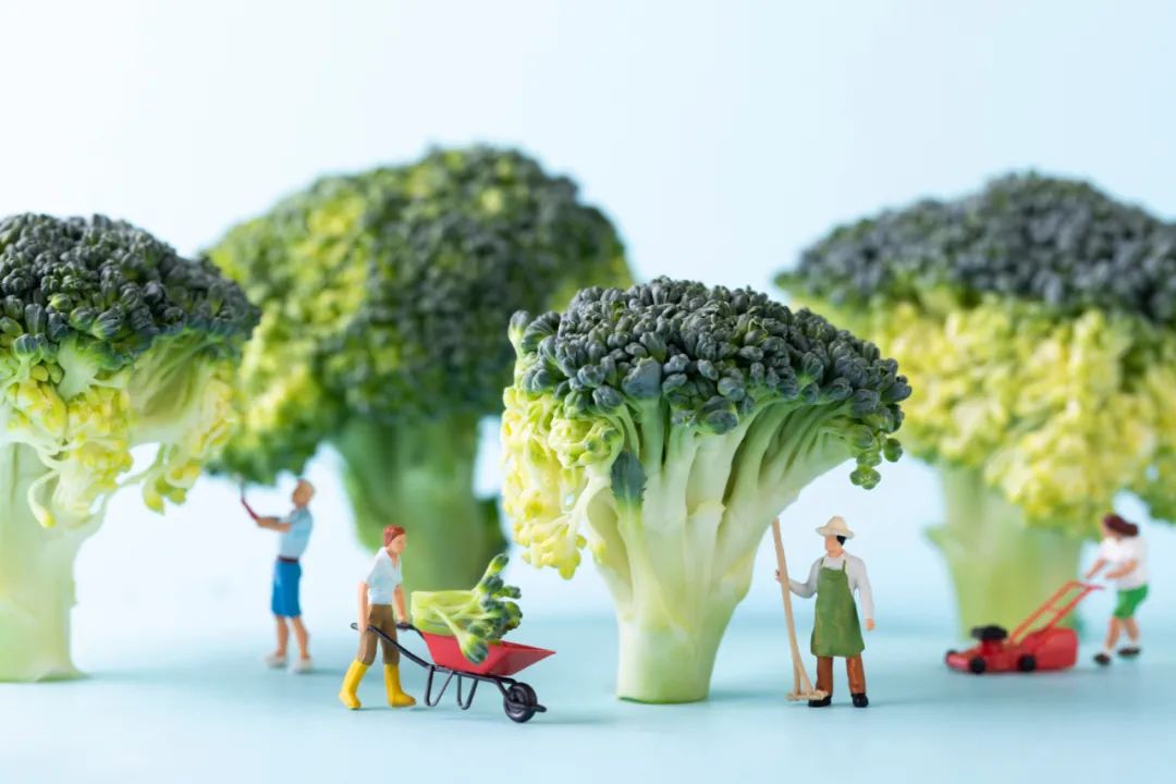 西兰花提取营养素,西兰花可以提取什么