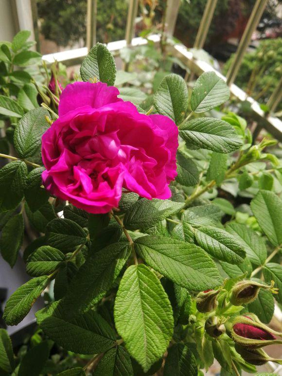 玫瑰花蔫了最快补救的方法,玫瑰花叶子下垂发蔫怎么回事