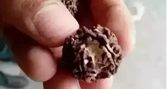 手串有白色小虫子,手串长虫子是什么原理