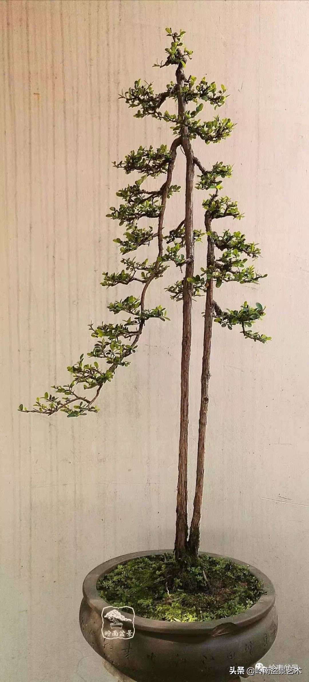 双干树,双干型果树