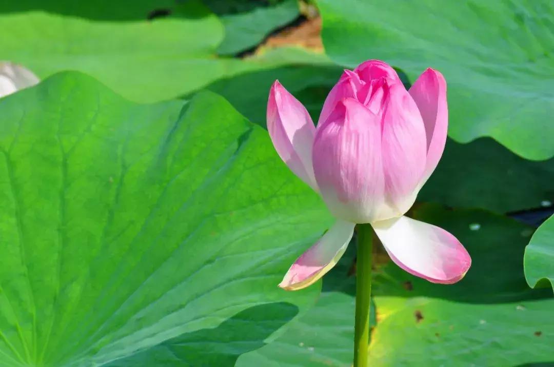 10个闺蜜沿着中俄罗斯边境自驾游,10个闺蜜结伴游中苏边境线