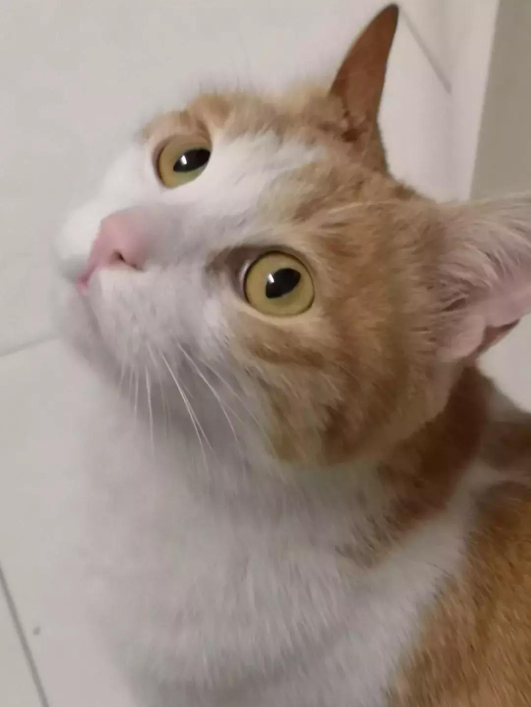 给它们一个家|线上宠物领养日,201903102