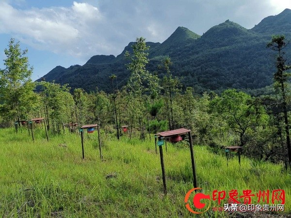 杨蓉鸿:镇宁大山深处喂养野蜂的苗家人