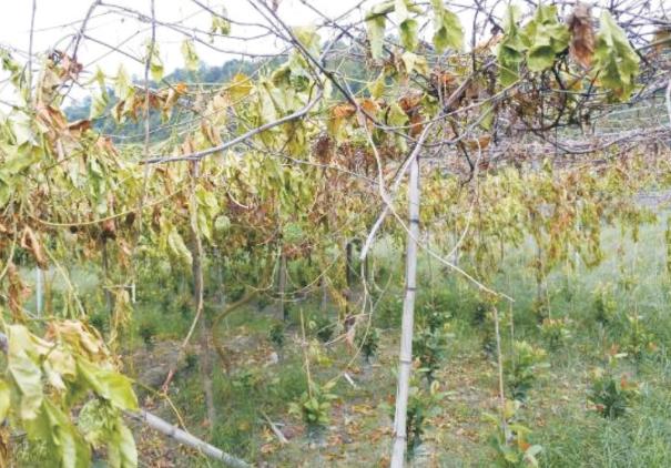 百香果基腐病喷多菌灵有效吗,台农百香果容易得茎基腐病吗
