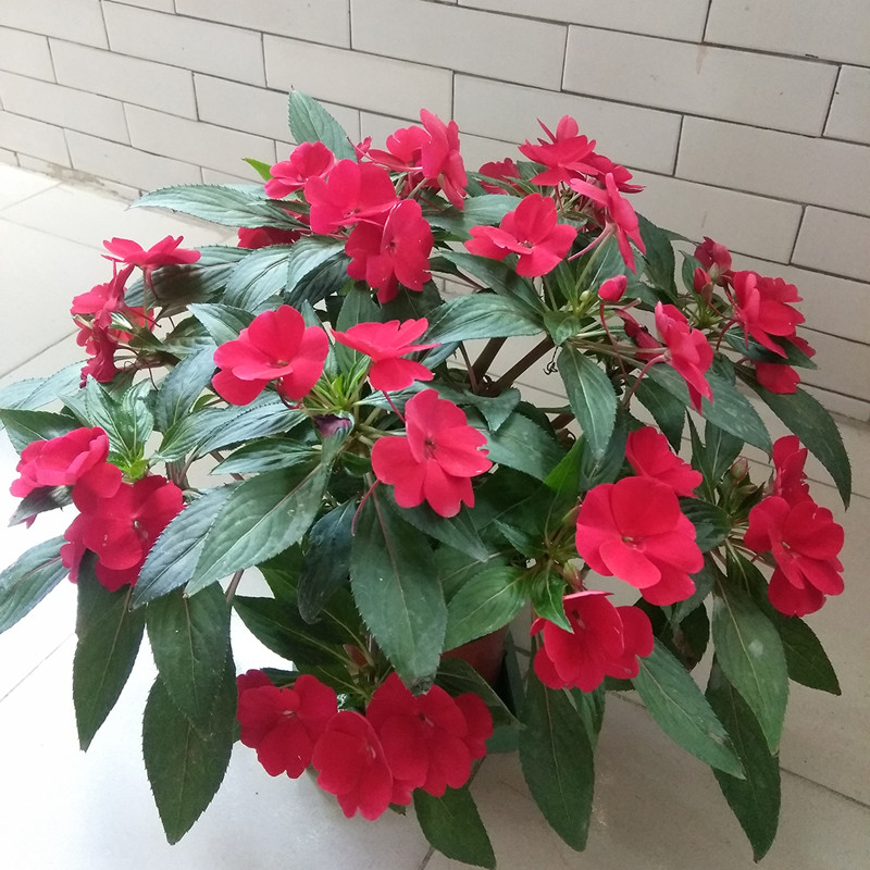 怎样养凤仙花的视频,养好凤仙花的秘诀