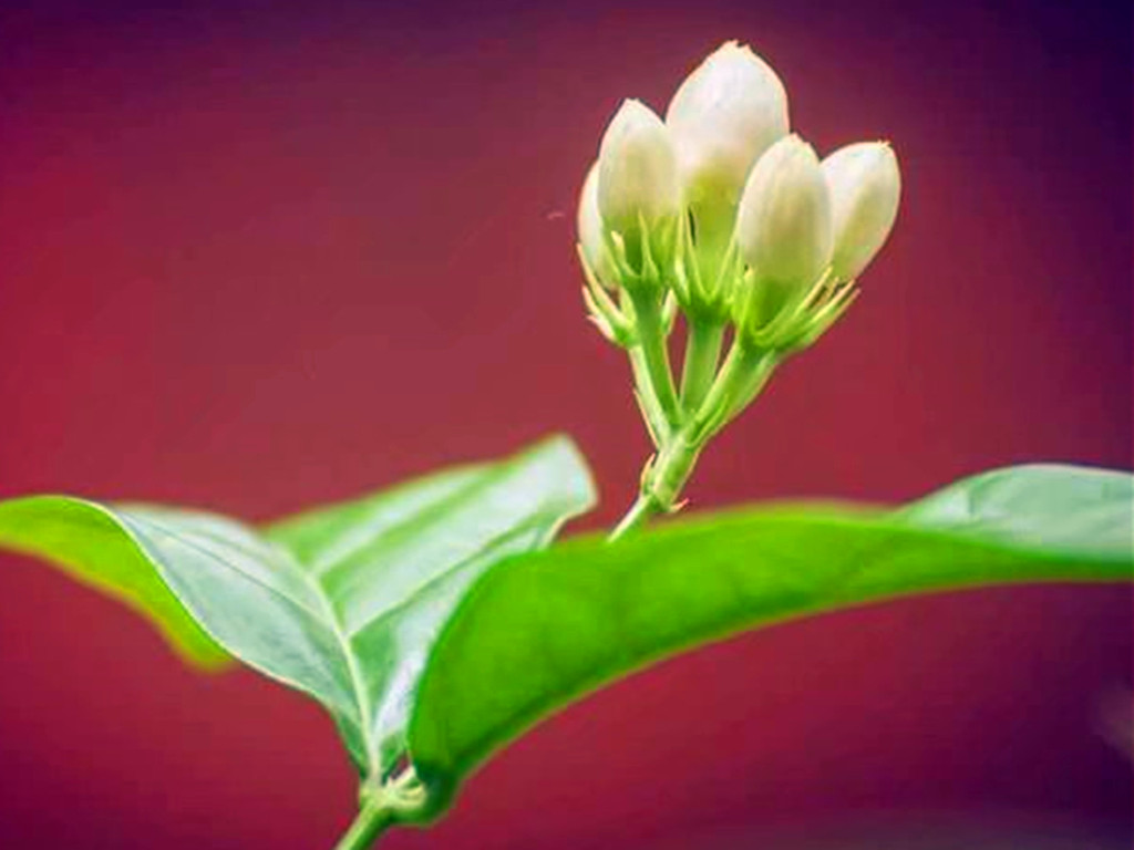 茉莉花买哪种比较好,哪种茉莉花最值得养