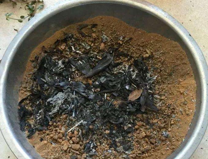 杀虫最好的养花神器,养花必备的杀虫药