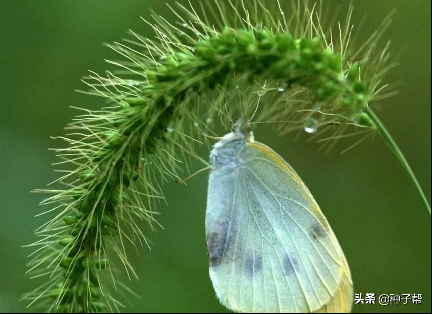 别再把狗尾草当杂草了，它还具有这么多的用途，长知识了