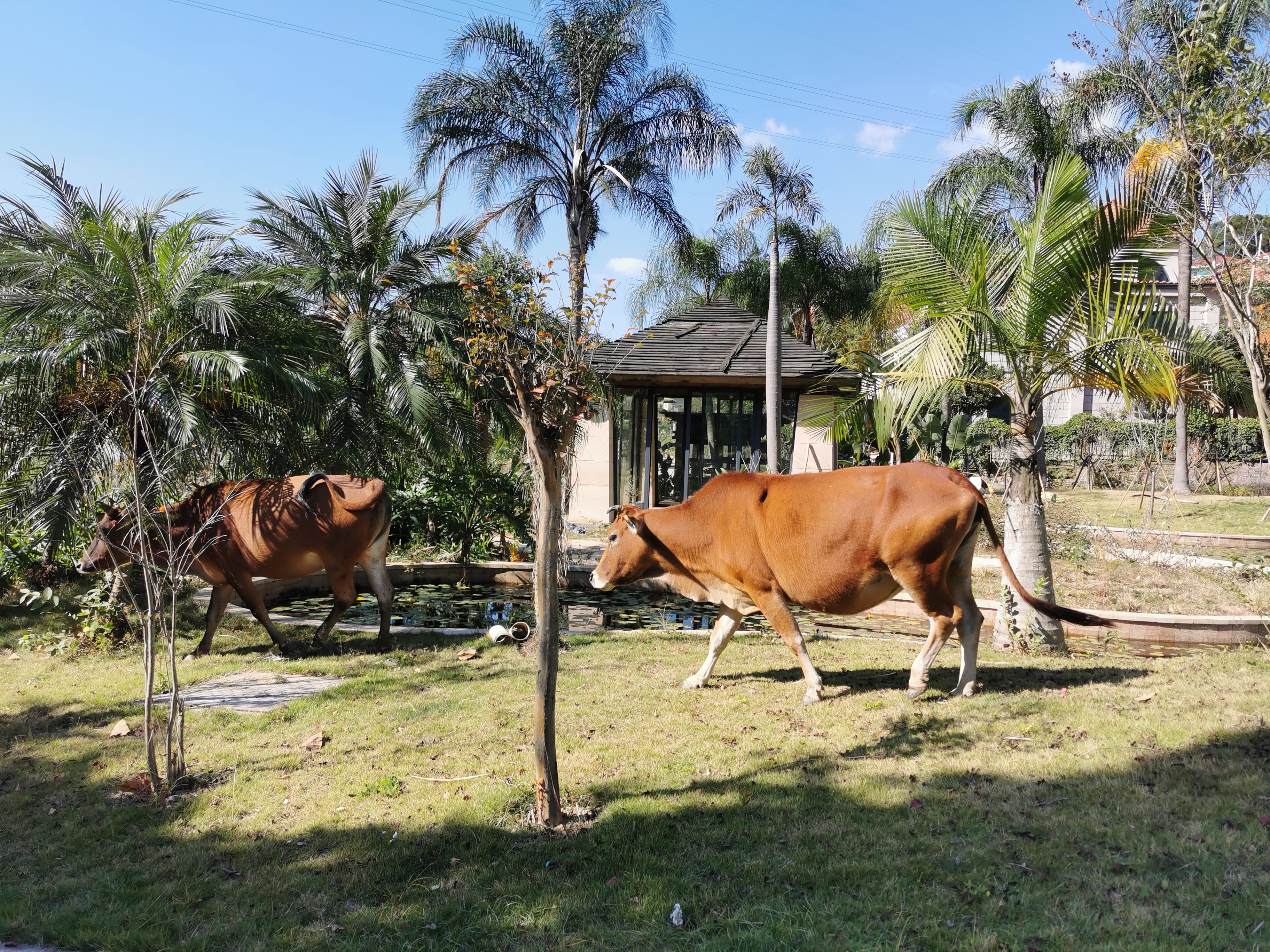 登云水库,登云湖水库