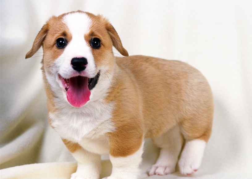 福懋宠物医院南岗分院,福懋宠物医院樟木头