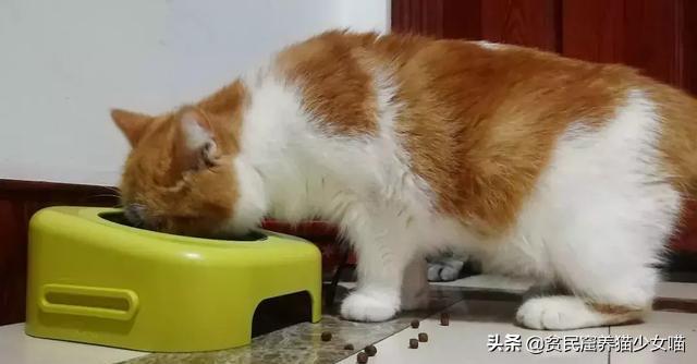 猫咪一般吃什么最好,喵星人喂食指南