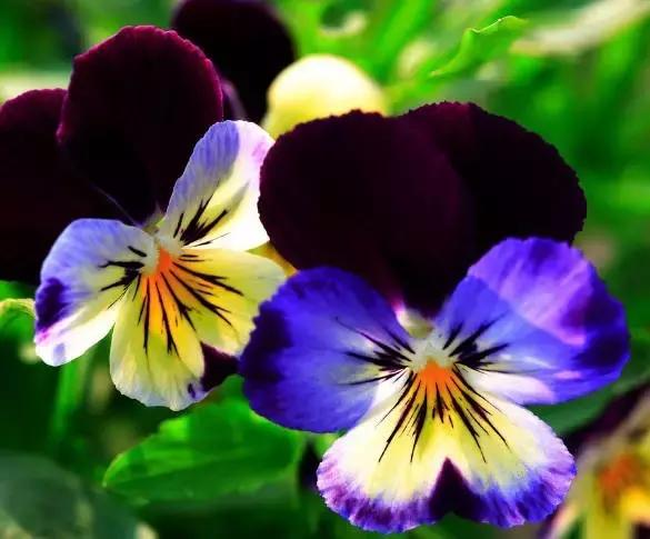 三色堇鬼脸花,三色堇为什么叫鬼脸花