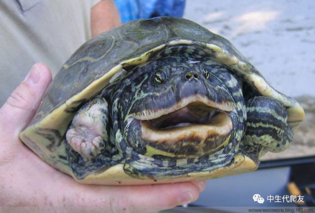 正宗的地图龟,史上最差的地图龟