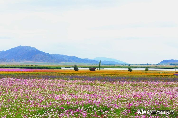 有了这攻略，自驾*藏西**游省心很多