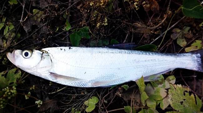 路亚小翘嘴新手入门教程,翘嘴新手路亚教学