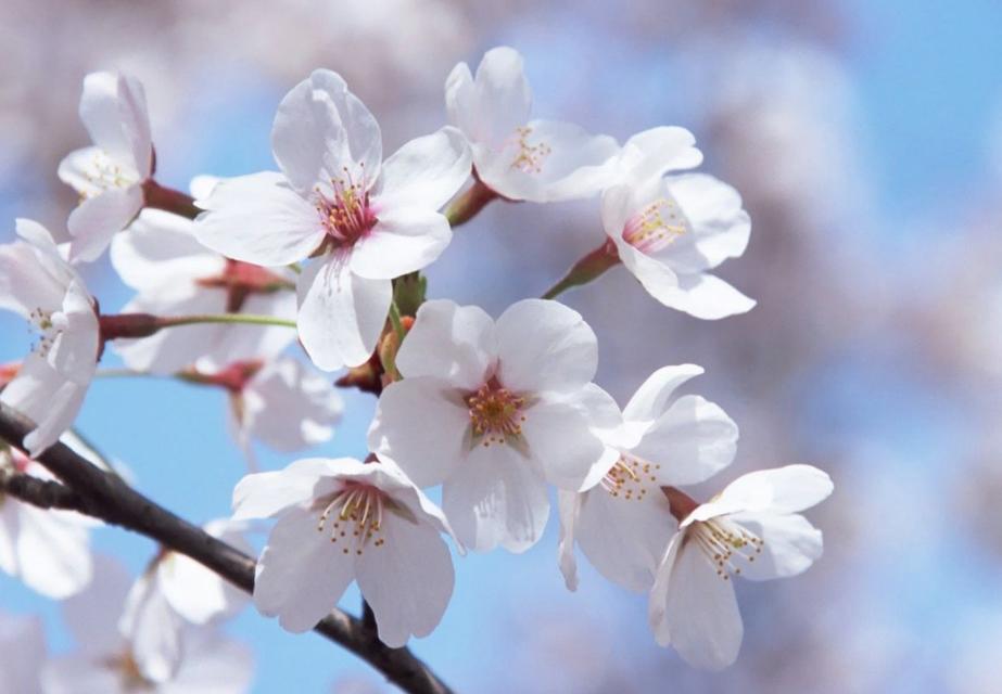 武汉光谷推荐酒店,武汉看樱花住宿攻略