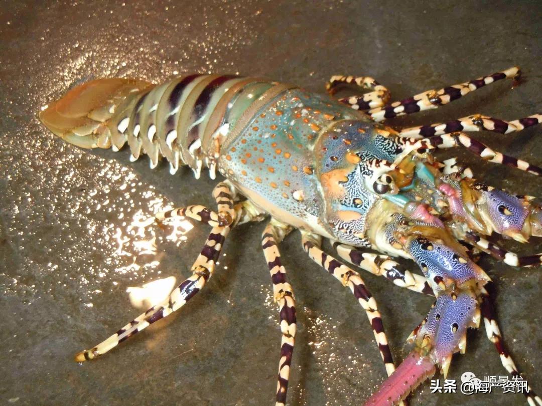 春节必买的海鲜,一年四季海鲜怎么选