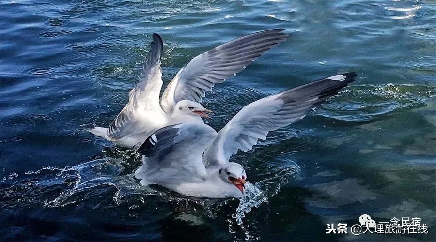 洱海深度游玩攻略,去洱海最该去哪个地方