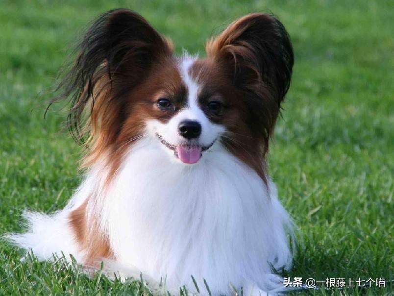 狗狗欺负汪星人的表现,狗狗总是凶主人对主人叫