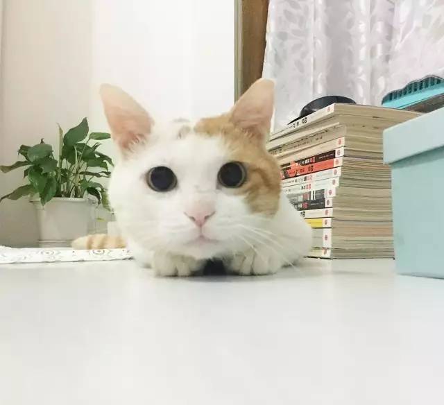 她救下一只得皮肤病脾气巨差的猫咪，花了两个月变身软萌美喵