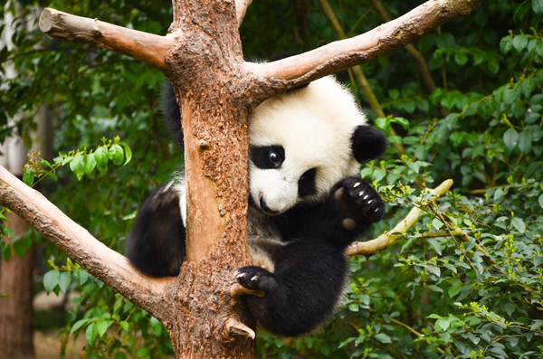 四川旅游冷知识,不知道的四川冷知识