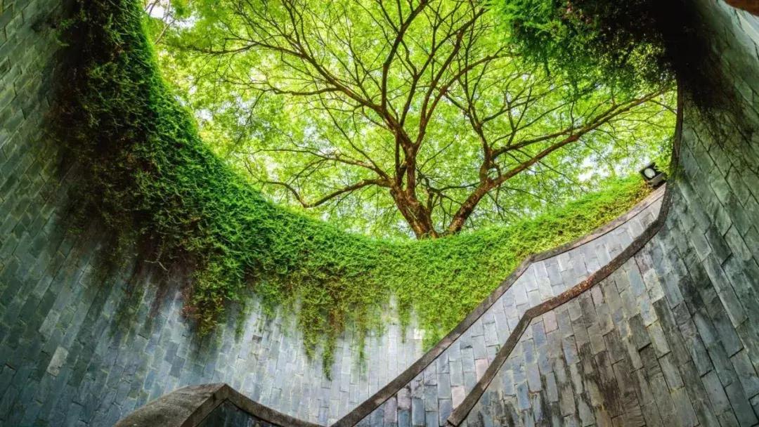 当景观遇上设计,当景观植物遇见灯光