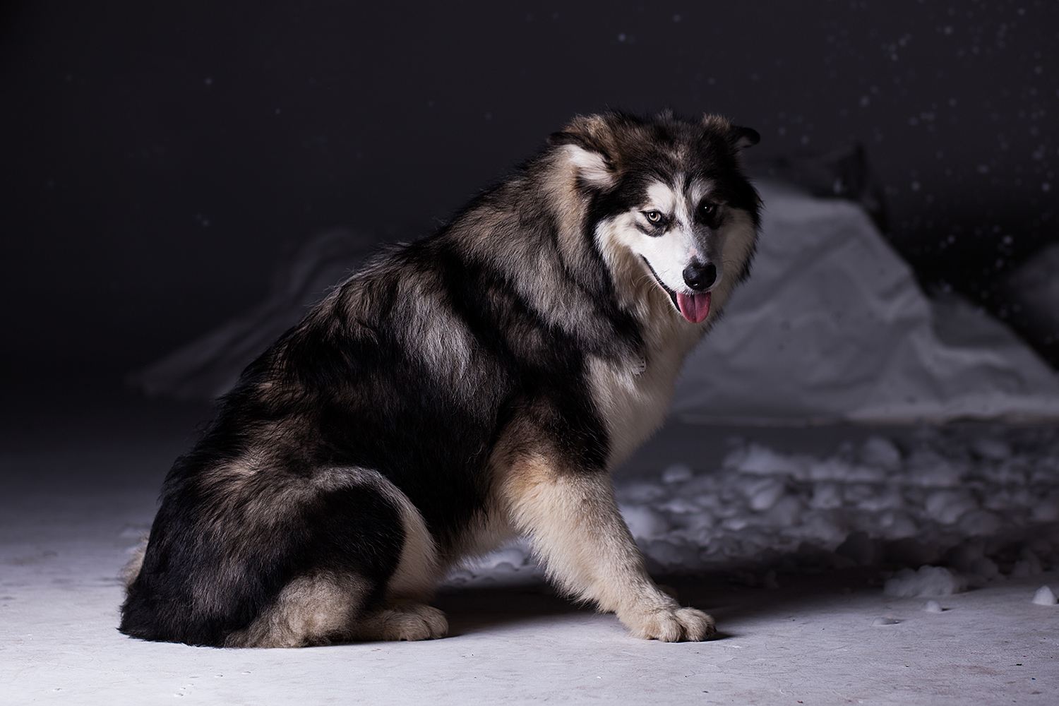 第一次养狗狗要注意什么萨摩耶,第1次养阿拉斯加需要准备什么