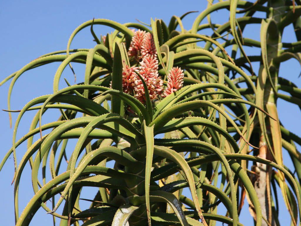 芦荟盆栽长得太高怎么办,冬天怎样快速生长芦荟