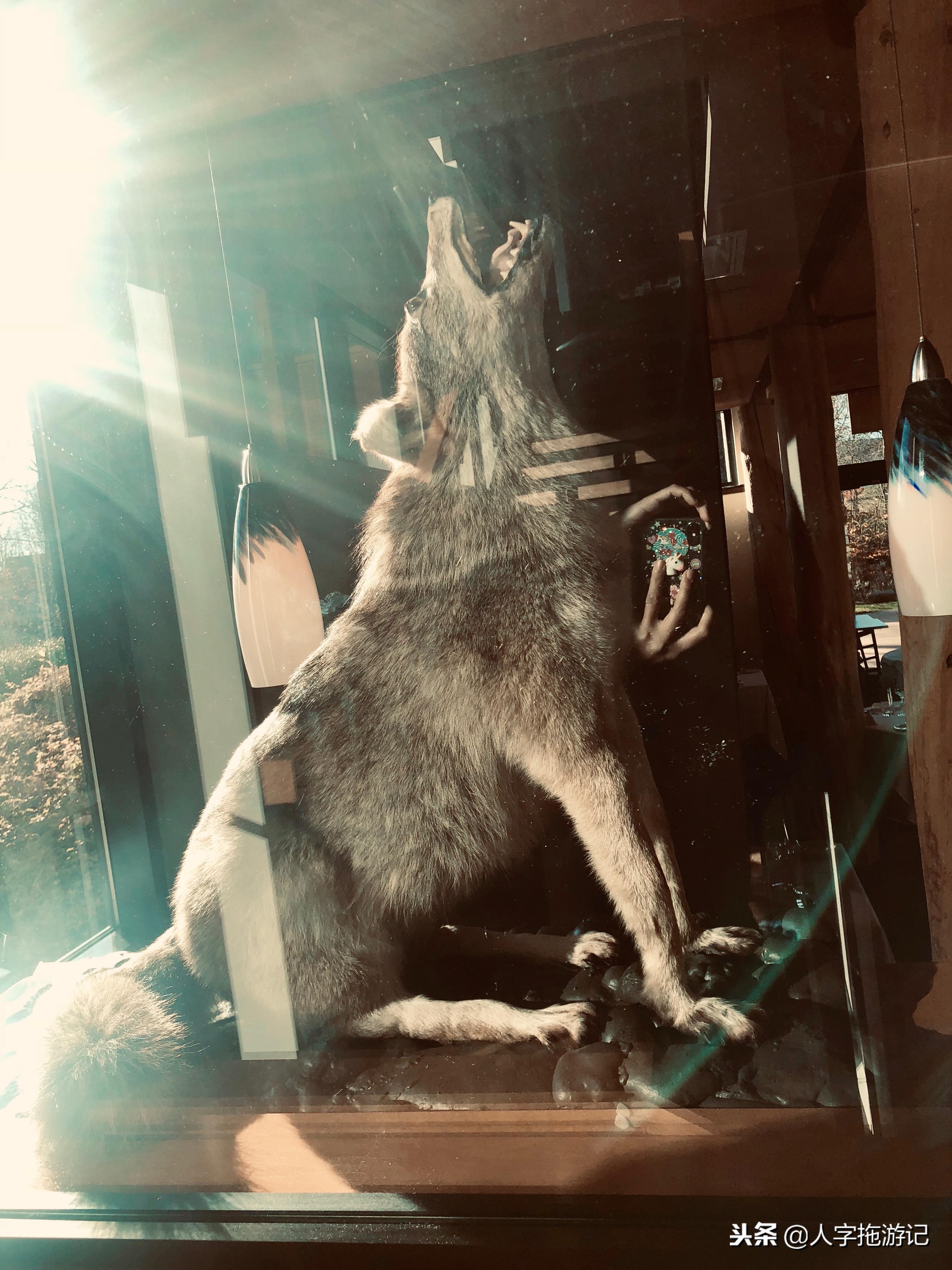 冬日极客,加拿大Wendake穿着狼爪去狼族