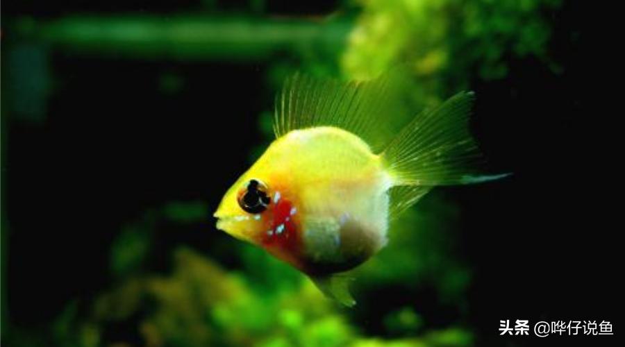 谁说养鱼是男人的专利?女神专属宠物鱼攻略驾到,男人们来提鞋吧