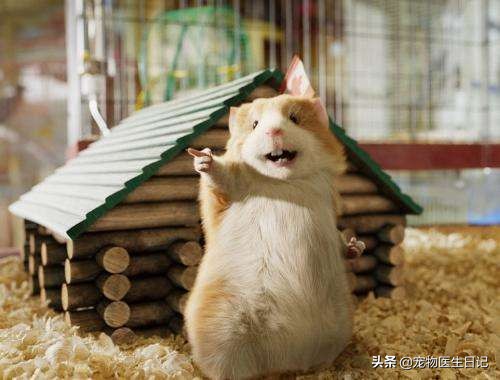 盘点那些呆萌又可爱的猫咪,盘点那些很可爱又呆萌的猫咪