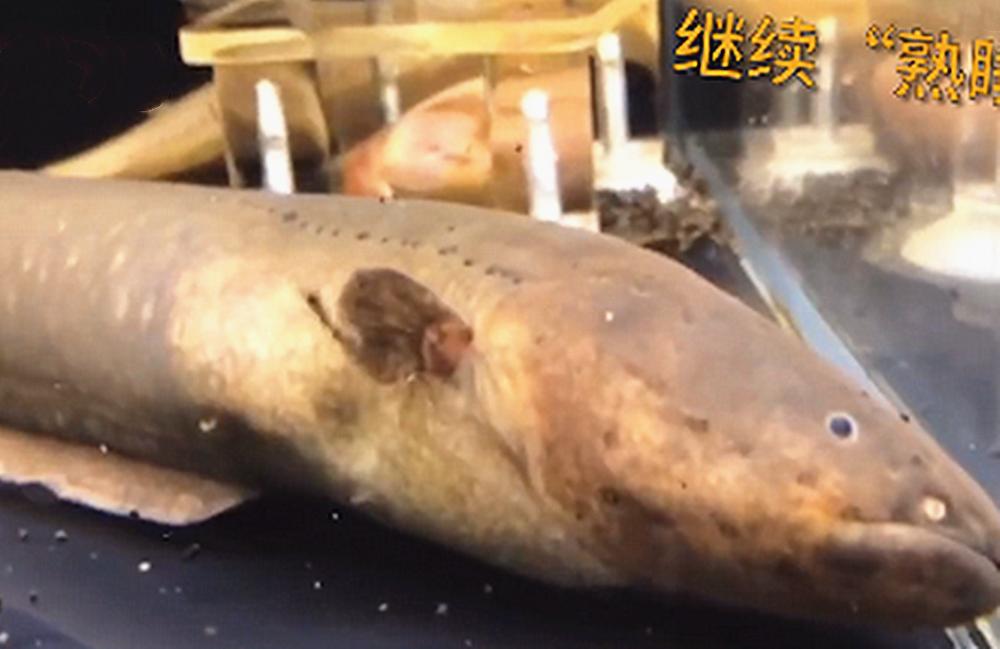 电鳗投喂视频,电鳗投喂后恢复